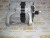 Генератор 12V, 100A Cummins 6ISBe 2874862 (TT11940, 8076N, 88-02508-SX, 10459205, TT11554, 5282836, 4936876, 3935527, 3918558) – Запчасти Cummins фото (Стартеры и генераторы) Генератор 12V, 100A Cummins 6ISBe 2874862 (TT11940, 8076N, 88-02508-SX, 10459205, TT11554, 5282836, 4936876, 3935527, 3918558) фото запчасти