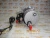 Стартер Cummins QSM/ISM/M-11 5284084 (STD4334MH, 2871256, TT16208, TT16011, TT16207, TT16014, 2071564, 88-02079-SX, 6819N, 3103916, 3103305, 3102920, 5267809) – Запчасти Cummins фото (Стартеры и генераторы) Стартер Cummins QSM/ISM/M-11 5284084 (STD4334MH, 2871256, TT16208, TT16011, TT16207, TT16014, 2071564, 88-02079-SX, 6819N, 3103916, 3103305, 3102920, 5267809) фото запчасти