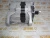 Генератор 12V, 100A Cummins 6ISBe 5282836 (TT11940, 8076N, 88-02508-SX, 10459205, TT11554, 2874862, 4936876, 3935527, 3918558) – Запчасти Cummins фото (Стартеры и генераторы) Генератор 12V, 100A Cummins 6ISBe 5282836 (TT11940, 8076N, 88-02508-SX, 10459205, TT11554, 2874862, 4936876, 3935527, 3918558) фото запчасти
